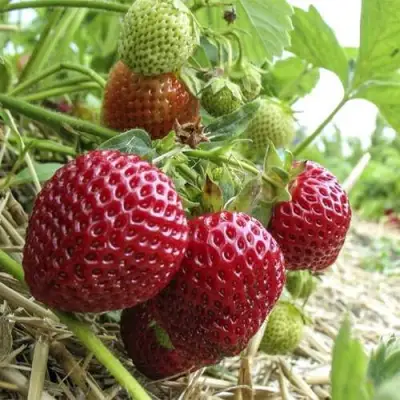 Клубника ЗЕНГА-ЗЕНГАНА в Бобруйске