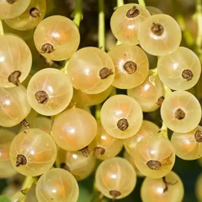 Смородина белая СМОЛЬЯНИНОВСКАЯ в Бобруйске