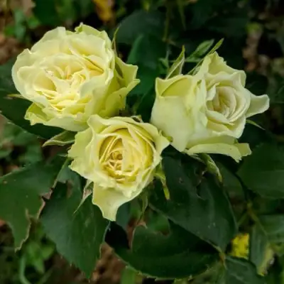 Роза ЛУВИАНА спрей в Бобруйске