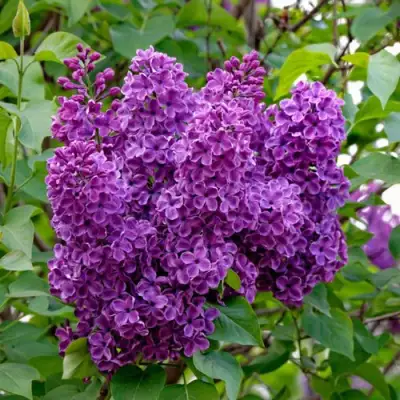 Сирень СУМЕРКИ в Бобруйске