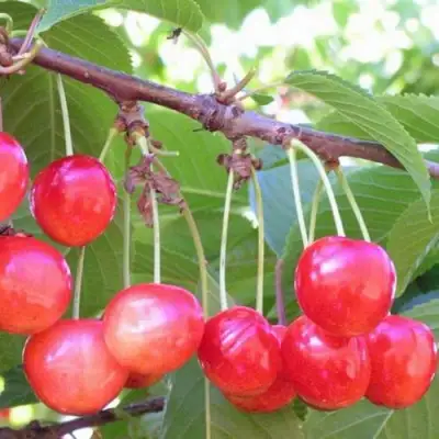 Черешня НАСЛАЖДЕНИЕ в Бобруйске