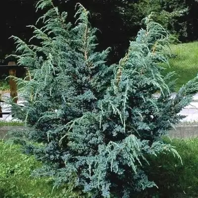 Можжевельник БЛЮ АЛЬПС китайский  в Бобруйске