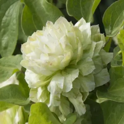 Клематис КОХАНА в Бобруйске