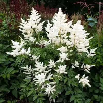 Астильба ДОЙЧЛАНД японская в Бобруйске