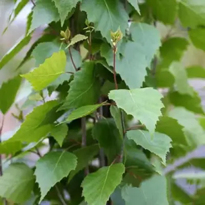 Береза ФАСТИГИАТА повислая  в Бобруйске