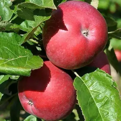 Яблоня СОЗВЕЗДИЕ колонновидная в Бобруйске