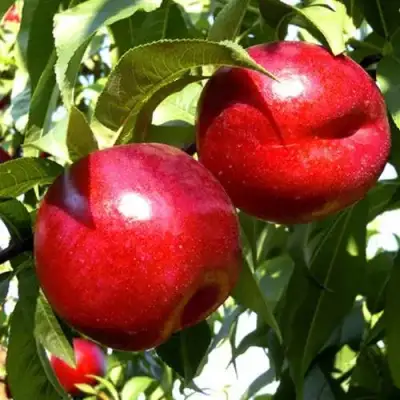 Нектарин ХАРКО в Бобруйске