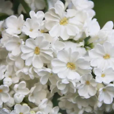 Сирень РОЧЕСТЕР в Бобруйске