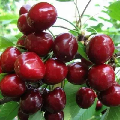 Черешня ГРОНКАВАЯ в Бобруйске