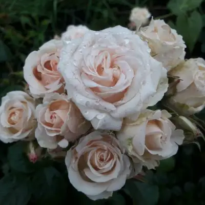 Роза ЯНА спрей в Бобруйске