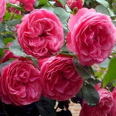 Роза ЛЕОНАРДО ДА ВИНЧИ флорибунда в Бобруйске