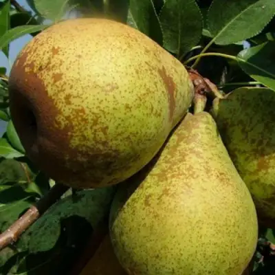 Груша ГЕНЕРАЛ ЛЕКЛЕРК в Бобруйске