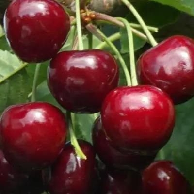 Черешня ГРОНКАВАЯ в Бобруйске