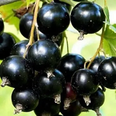 Смородина чёрная СОКРОВИЩЕ в Бобруйске