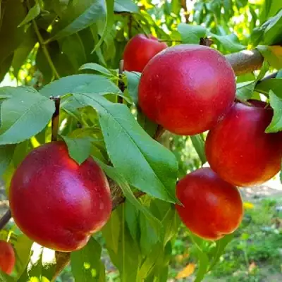 Нектарин НЕКТАРЕД-4 в Бобруйске