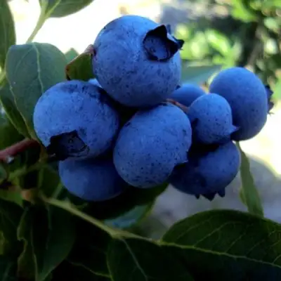 Голубика ДЖЕРСИ в Бобруйске