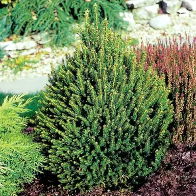 Ель КОМПАКТА обыкновенная в Бобруйске