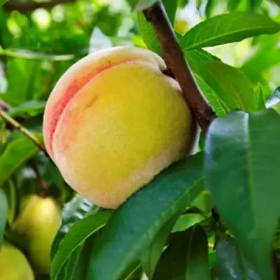 Персик ДОНЕЦКИЙ ЖЕЛТЫЙ в Бобруйске