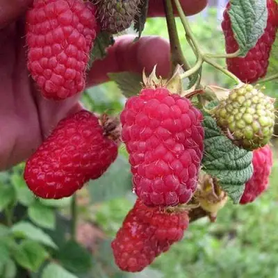 Малина МАРОСЕЙКА в Бобруйске