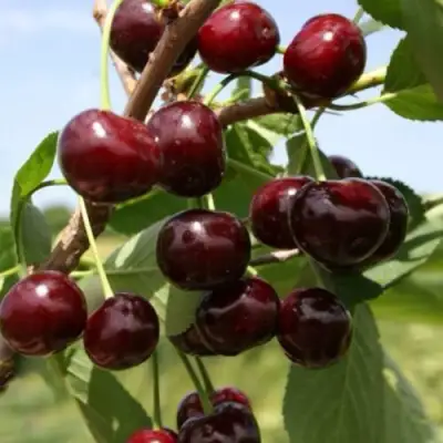 Вишня ГРИОТ БЕЛОРУССКИЙ в Бобруйске