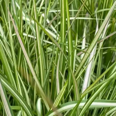 Вейник АВАЛАНШ остроцветковый в Бобруйске