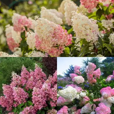 Комплект ЯГОДНОЕ МОРОЖЕНОЕ в Бобруйске