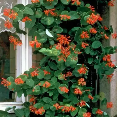 Жимолость ДРОМПОР СКАРЛЕТТ брауна в Бобруйске