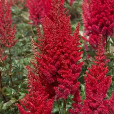 Астильба СКАЙСКРЕЙПЕР китайская в Бобруйске