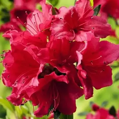 Азалия АРАБЕСК японская в Бобруйске