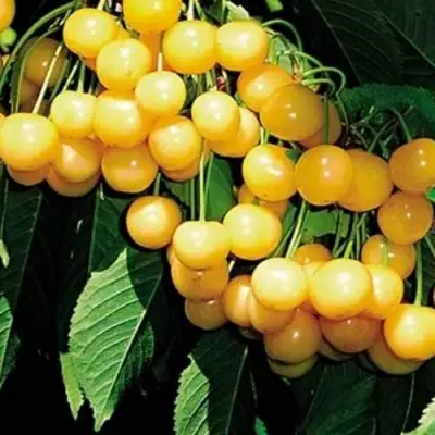 Черешня ДРОГАНА ЖЁЛТАЯ в Бобруйске