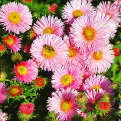 Астра РУДЕЛЬСБУРГ новоанглийская в Бобруйске