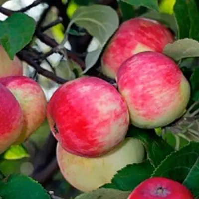 Яблоня СЕРЕБРЯНОЕ КОПЫТЦЕ в Бобруйске