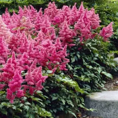 Астильба БОНН японская в Бобруйске