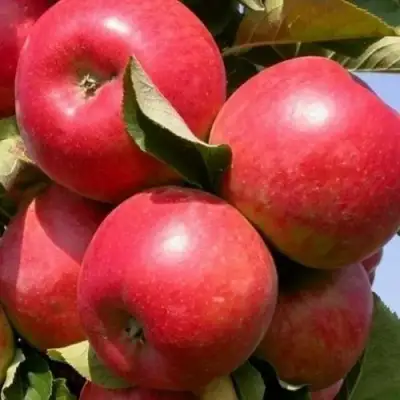 Яблоня ДЖИН колонновидная в Бобруйске