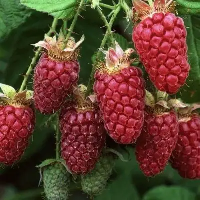 Малина РУБИНОВОЕ ОЖЕРЕЛЬЕ в Бобруйске