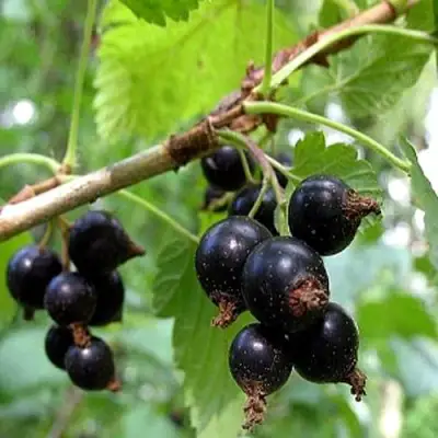 Смородина чёрная БИНАР в Бобруйске