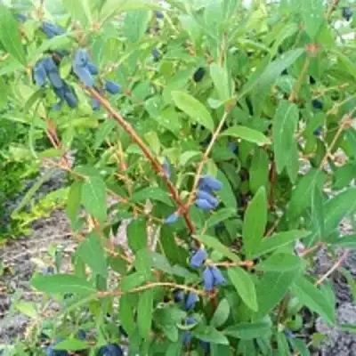 Жимолость съедобная АМФОРА в Бобруйске