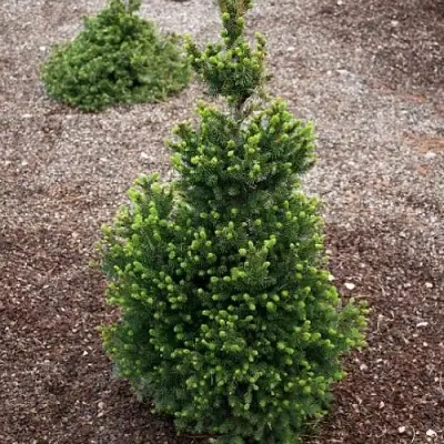 Ель ВИЛС ЦВЕРГ обыкновенная в Бобруйске