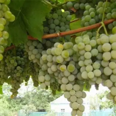 Виноград АНАНАСНЫЙ РАННИЙ в Бобруйске