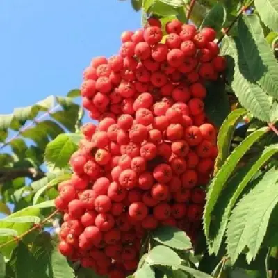 Рябина НЕВЕЖИНСКАЯ сладкоплодная в Бобруйске