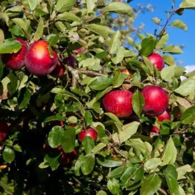 Яблоня СЯБРЫНА в Бобруйске