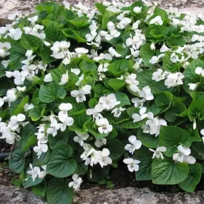 Фиалка АЛЬБИФЛОРА сестринская в Бобруйске