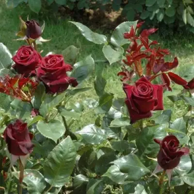 Роза БЛЭК БАККАРА чайно-гибридная в Бобруйске