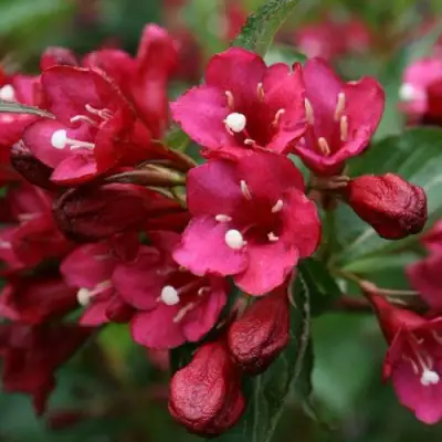 Вейгела ЕВА РАТКЕ в Бобруйске