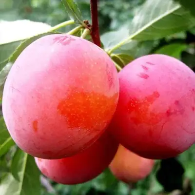 Слива КОМЕТА в Бобруйске