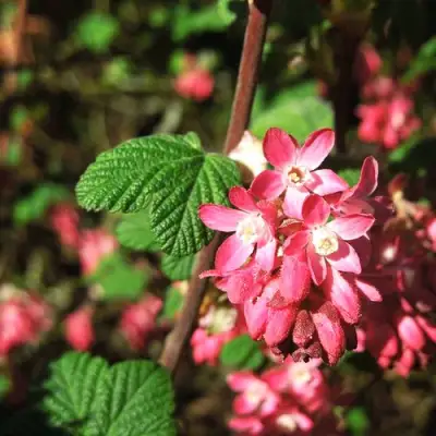 Смородина кроваво-красная ПУЛБОРО СКАРЛЕТ  в Бобруйске