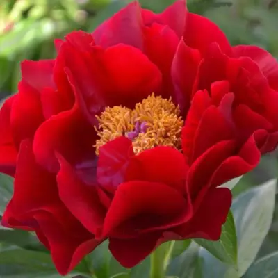 Пион МАКИНАК ГРАНД травянистый в Бобруйске