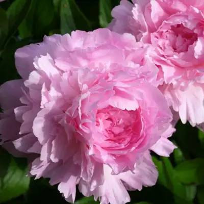 Пион ЛЕТЯЩИЙ ЖУРАВЛЬ травянистый в Бобруйске