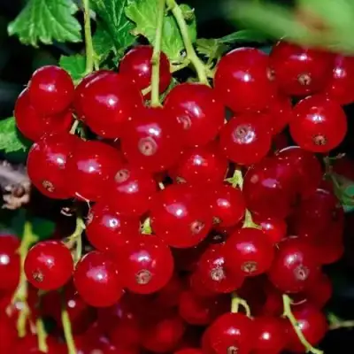 Смородина красная СЕРПАНТИН в Бобруйске