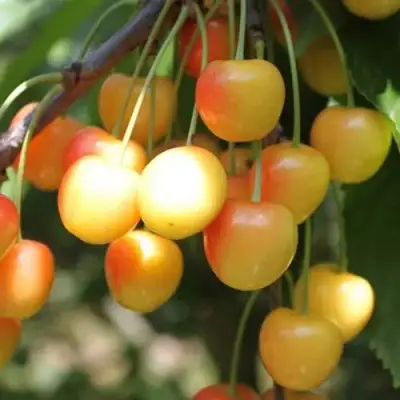 Черешня ЯНТАРНАЯ в Бобруйске